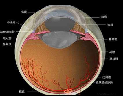 冷知识大讲堂丨藏在蜗牛嘴里的牙齿竟然比鲨鱼还多?!|大讲堂|牙齿|鲨鱼_新浪新闻