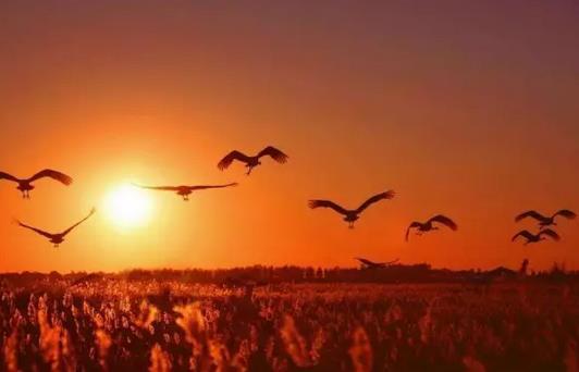 【夜读】你那里，秋来了吗?|北平|牵牛花|枣子_新浪新闻