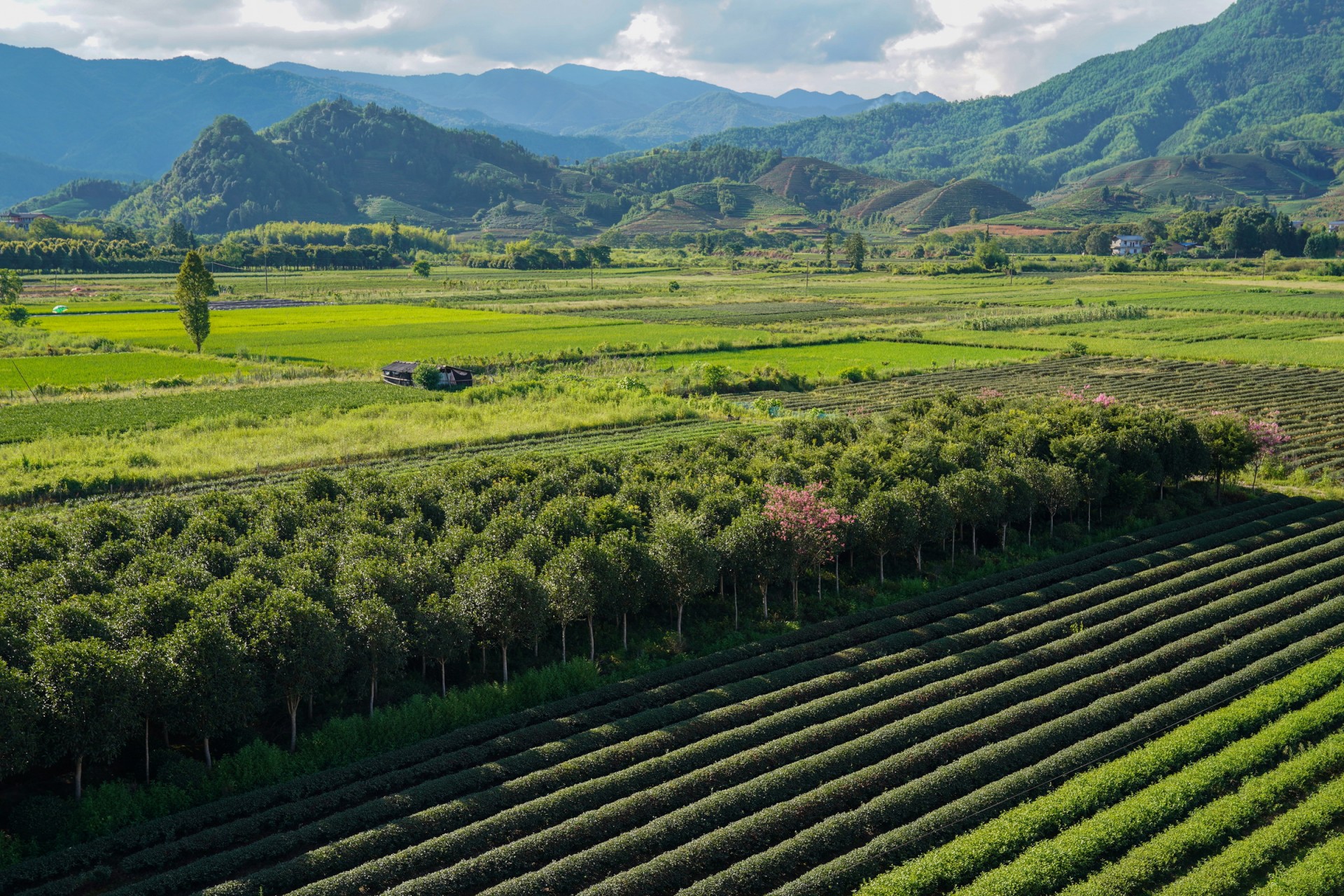 来这青山绿水茶飘香的地方,厦门人不仅免门票