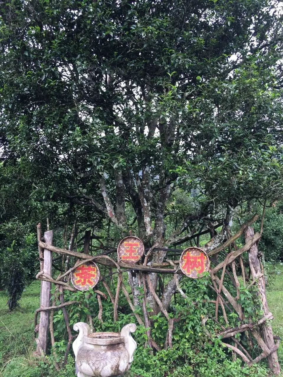 普洱茶有致癌风险?方舟子与云南专家互怼,吓