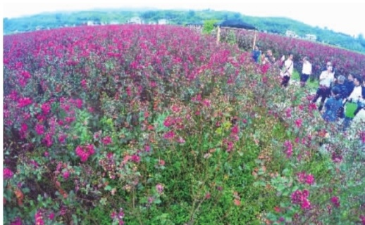 美丽产业 助脱贫