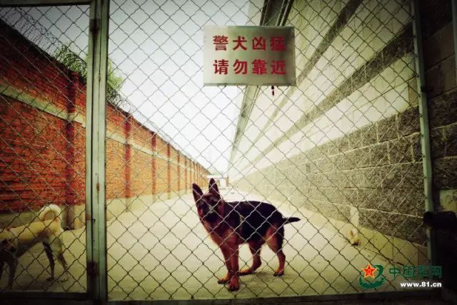 一只军犬的述职报告:我凭什么名震犬圈!|军犬|中