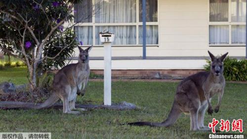 袋鼠数量太多 澳大利亚人提倡用 吃 解决|袋鼠|