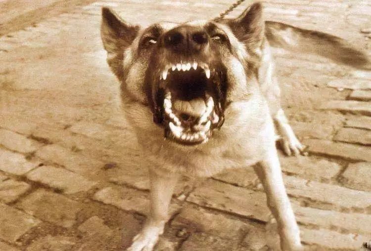 发生了什么?午夜，4只野狗满嘴鲜血4次出没呼市毫沁营一村民院内……