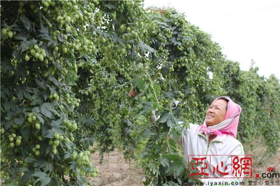 萨尔县二工镇啤酒花进入采摘期|啤酒花|新疆|二