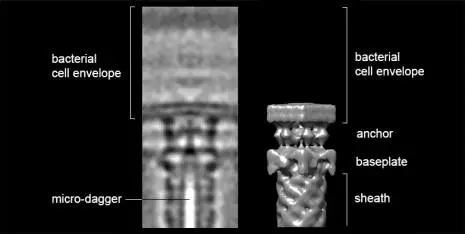菌自带弹簧匕首,从内部刺穿阿米巴虫|苏黎世|维