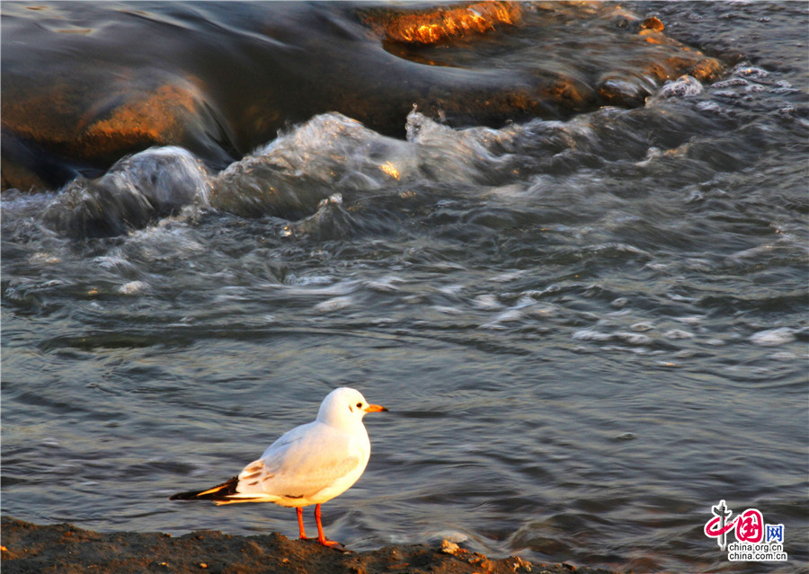 青岛--大海那无边的蔚蓝和翻卷的浪花相关阅读