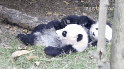 【聚焦】我省野生大熊猫达345只 密度增幅居全国第一