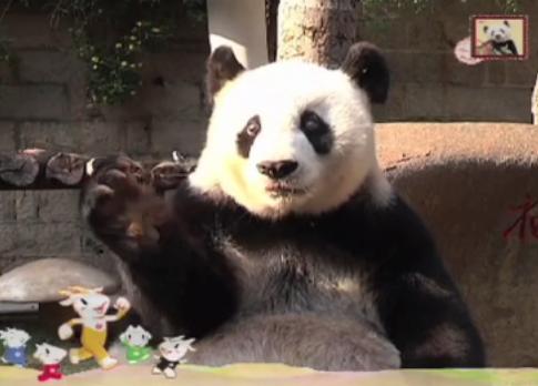 熊猫“盼盼”原型巴斯去世 享年37岁 260秒回顾其传奇一生|巴斯|熊猫|大熊猫_新浪新闻