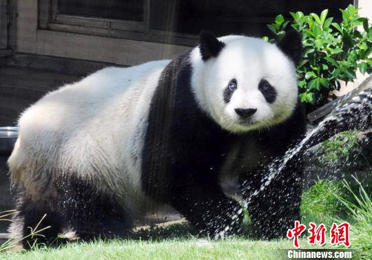 2011年8月19日,北京亚运会吉祥物“盼盼”的原型――大熊猫明星“巴斯”在海峡(福州)熊猫世界冲凉躲避高温。 刘可耕 摄