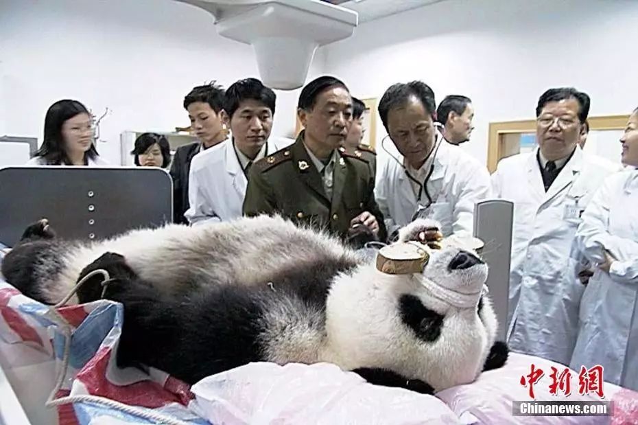 图为2010年4月23日晚,福州大熊猫研究中心将“巴斯”送往南京军区福州总院进行心电图、胸透、血样、眼压及脑部CT检查。中新社发 杨婀娜 摄