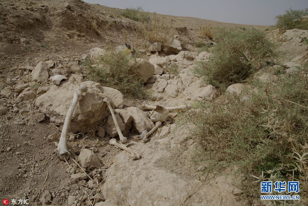 伊拉克军方发现两处IS乱葬岗 内有500具尸体(组图)|伊拉克|乱葬岗|军方_新浪新闻
