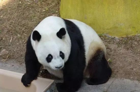 盼盼原型传奇大熊猫巴斯去世,享年37周岁…