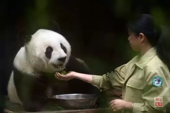 盼盼原型传奇大熊猫巴斯去世,享年37周岁…