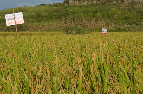 丰都县龙河镇:万亩有机水稻喜获丰收|生态农业