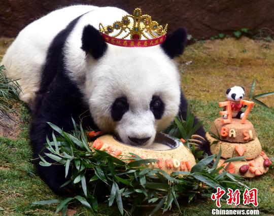 2017年1月18日,37岁“巴斯”获最长寿圈养大熊猫世界纪录并庆生。 张丽君 摄