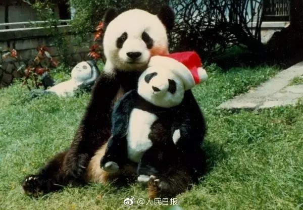 因为她，多少人曾误以为所有的熊猫都叫“盼盼”?|巴斯|高血压|熊猫_新浪新闻