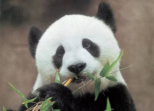 昨天，整个世界都喜欢的这只大熊猫走了……|巴斯|大熊猫|巴斯沟_新浪新闻