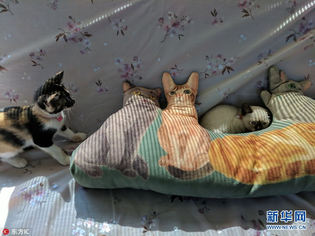 日本列车上开猫咪咖啡馆 帮流浪猫找铲屎官 (