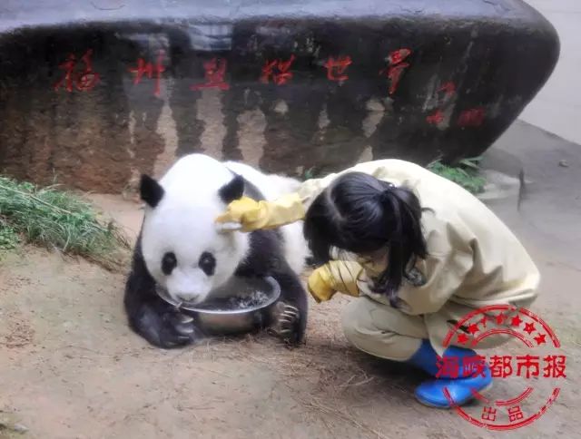 盼盼原型传奇大熊猫巴斯去世,享年37周岁…