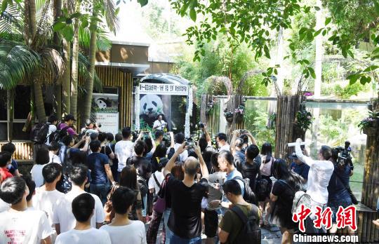 9月14日,海峡(福州)大熊猫研究交流中心对外公布大熊猫明星——“巴斯”,因病于9月13日上午8时50分在福州辞逝,走完传奇一生,享年37岁。 刘可耕 摄