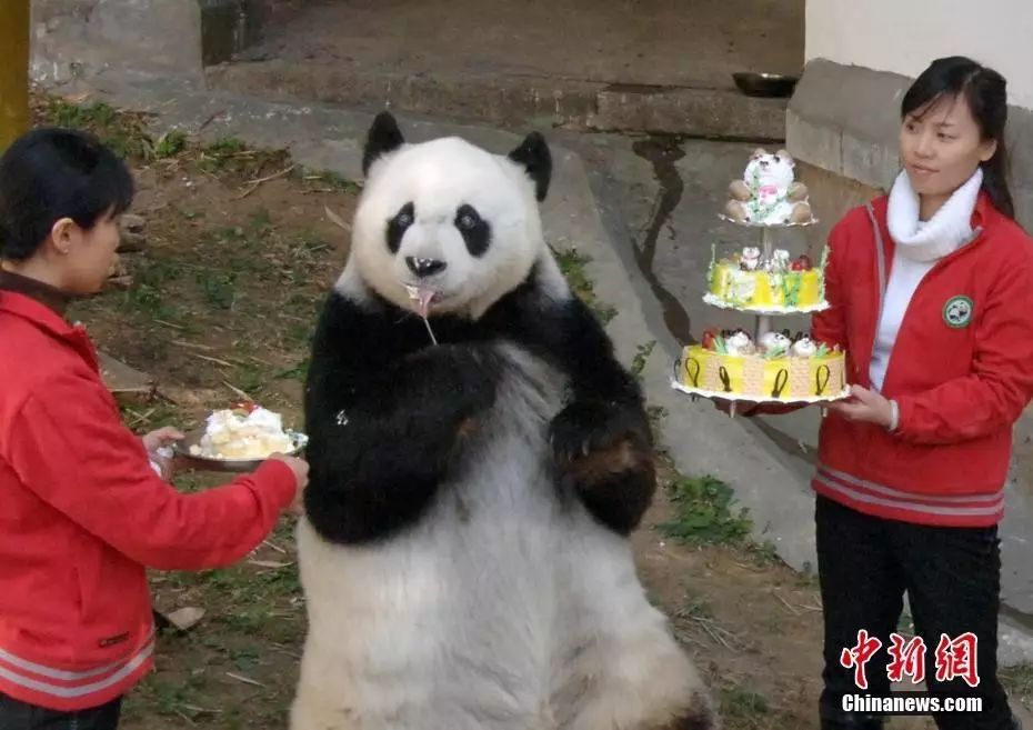 图为2005年,大熊猫巴斯度过25岁生日。 中新社记者 刘可耕 摄