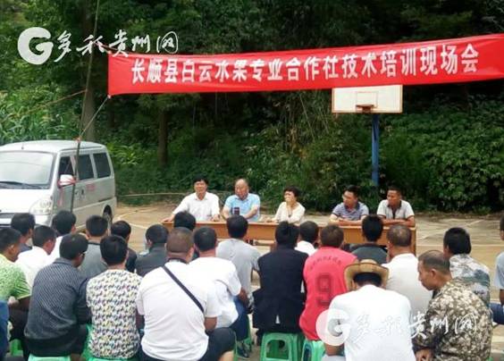 如何变成金山村?贵州这个驻村组长告诉你!