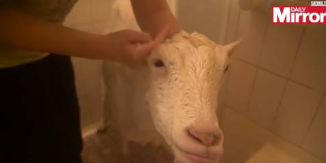 日本美女与山羊谈了8年