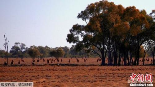 袋鼠数量暴涨至人口两倍 澳大利亚学者提倡多