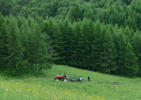 <b>光华通讯社：大陆已是世界最大的木材进口地</b>