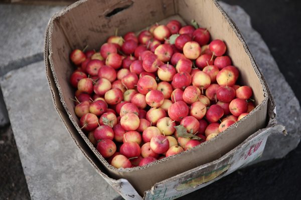 穿越内蒙古:草原后面是森林,森林后面是草原|内