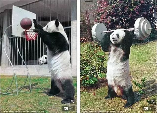 国宝大熊猫盼盼去世:这个带给我们无数童年的女孩,走了……