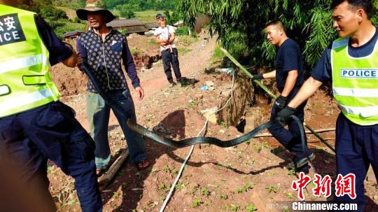 图为剧毒眼镜王蛇被控制并捕捉。 饶尧 摄