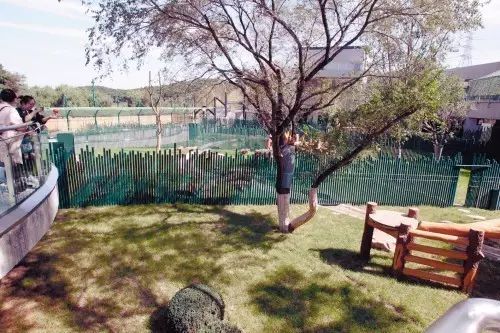 两只熊猫今天到达沈阳!已经在动物园吃竹子啦