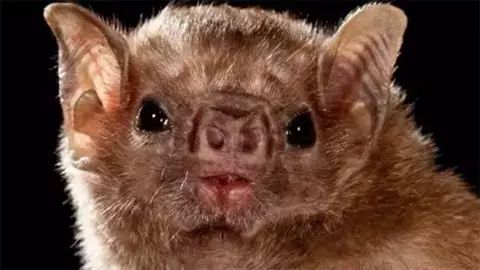 2017年"搞笑诺贝尔奖"出炉:科学家说猫是液体…|诺贝尔奖|液体|猫_新浪新闻