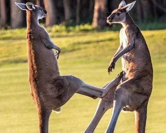 这是真的!澳大利亚专家喊你去吃袋鼠肉,因为