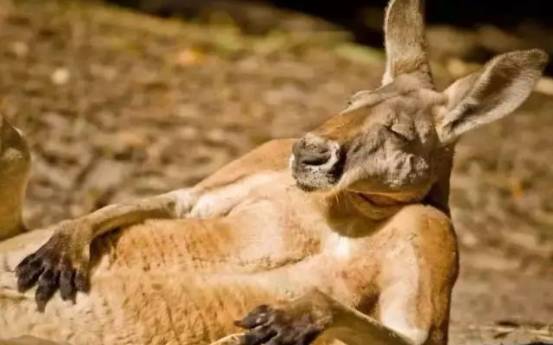 澳大利亚的这种国宝泛滥成灾,可以吃!而且,欢