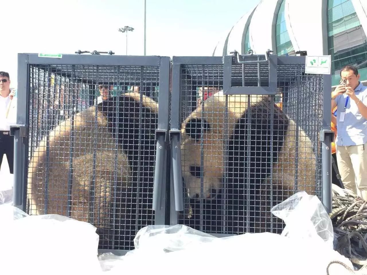 两只熊猫今天到达沈阳!已经在动物园吃竹子啦