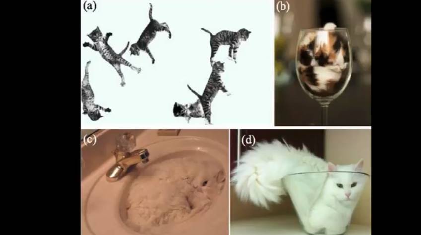 真的,猫既是固体也是液体获诺贝尔奖,奖金10