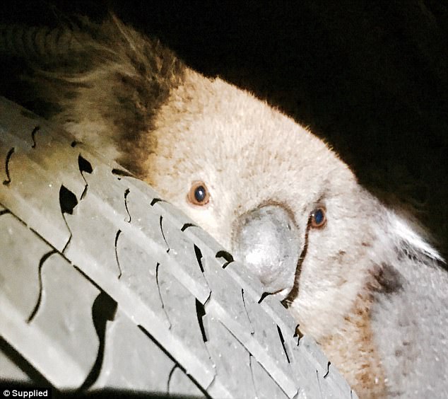 视频|考拉卡在轮轴跟车16公里跑赢死神 背着的