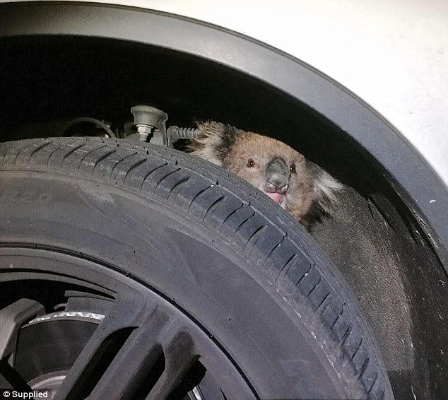 视频|考拉卡在轮轴跟车16公里跑赢死神 背着的