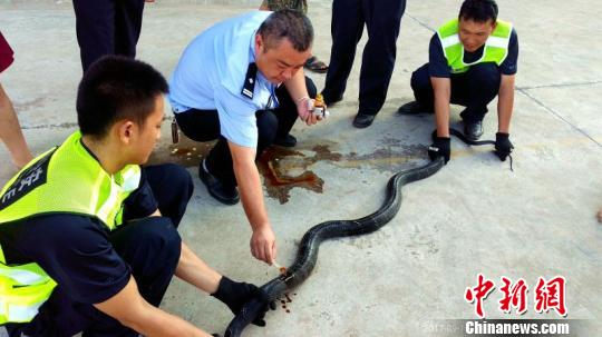 图为民警给眼镜王蛇的伤口举行上药处置惩罚。 饶尧 摄