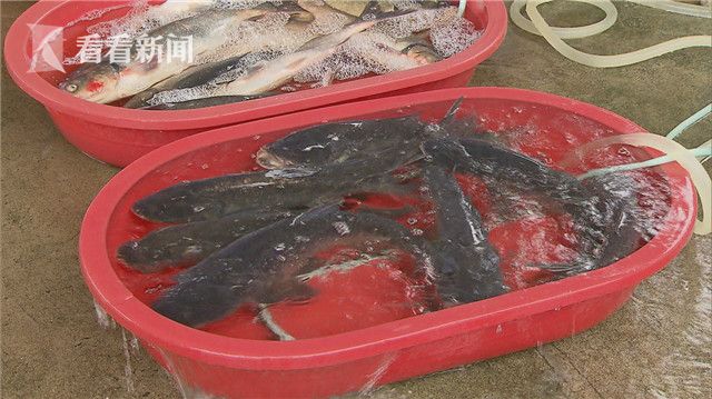 上海探索活水鱼追溯模式|农产品|活水|零售