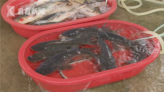 上海探索活水鱼追溯模式