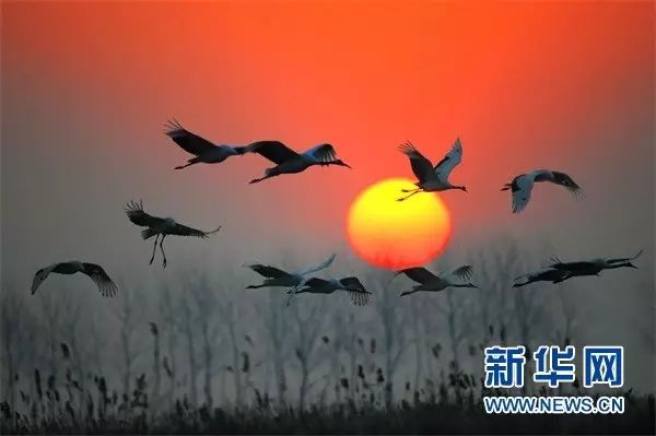 一个真实的故事!30年过去了,仙鹤姑娘留下的