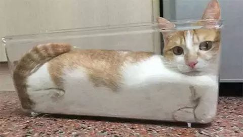 2017年 搞笑诺贝尔奖 出炉:科学家说猫是液体…
