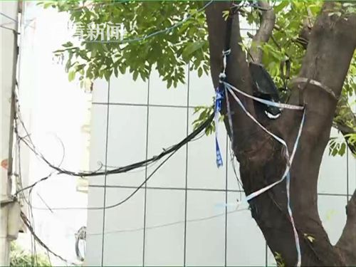 视频|电缆脱落道路受阻 女子用衣叉撑起了一条