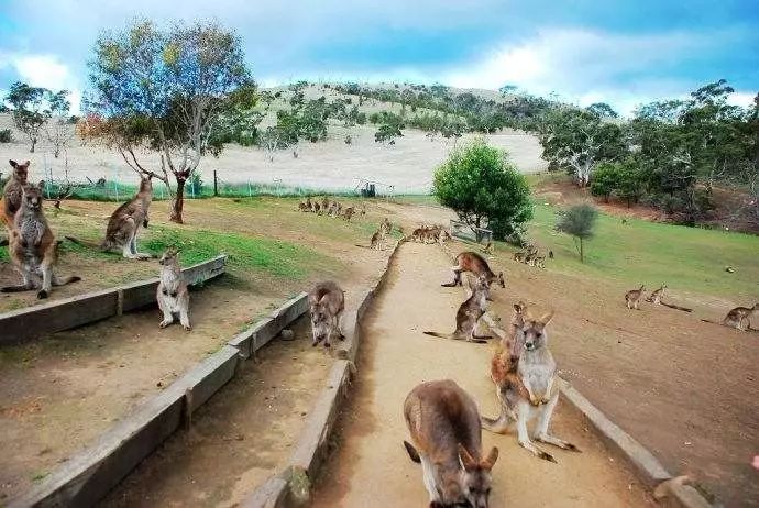 这是真的!澳大利亚专家喊你去吃袋鼠肉,因为