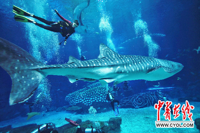 好酷!与世界上最大的鲸鲨同游