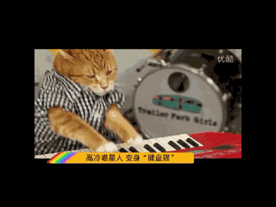 表情高傲,它挥动前爪,熟练地敲打琴键,网友戏称高冷"键盘猫"